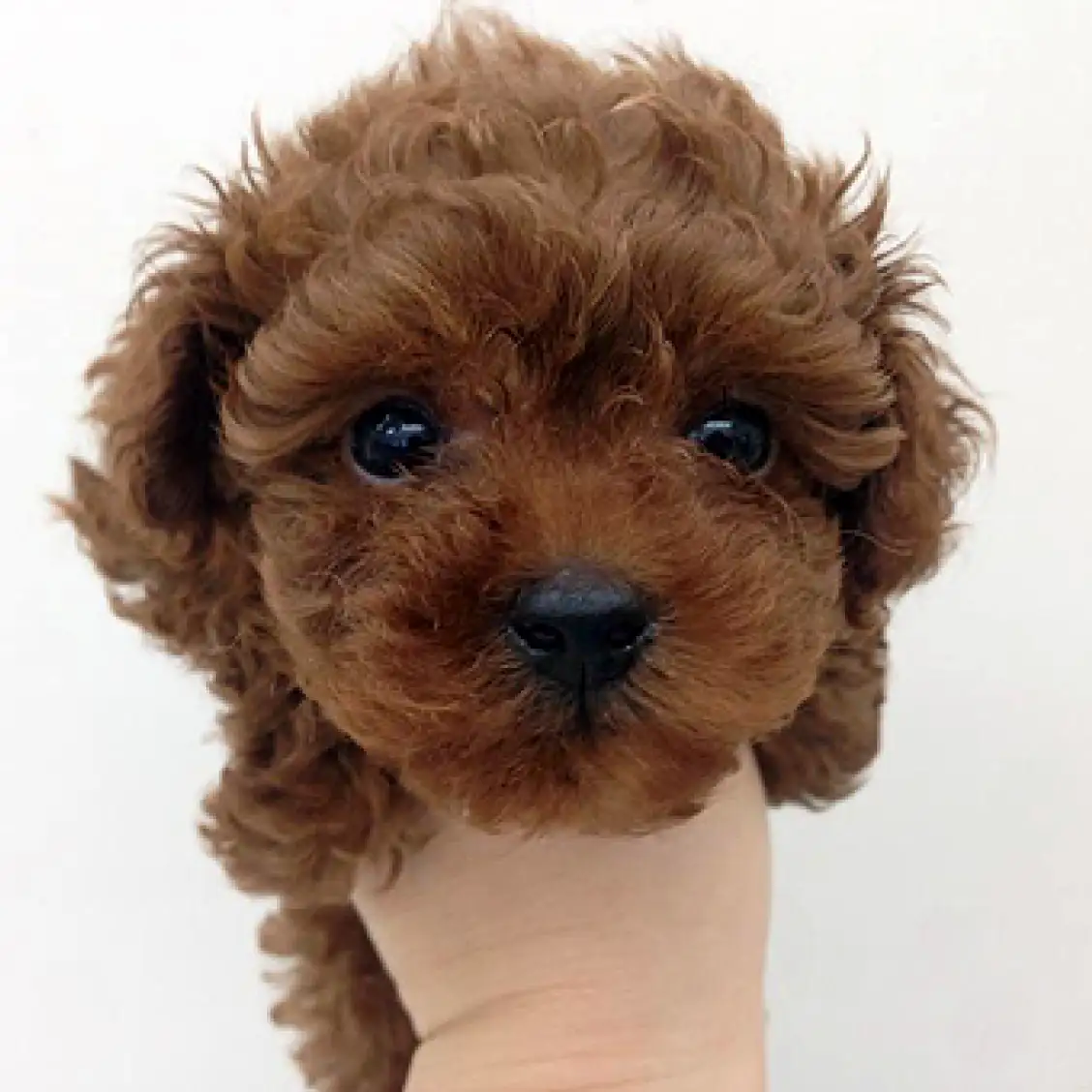 トイ・プードル