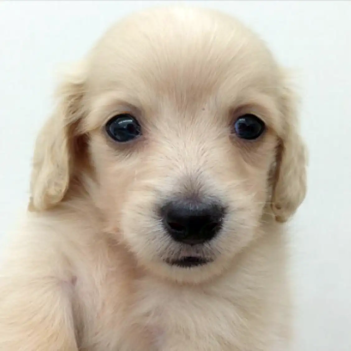 カニンヘン・ダックスフント