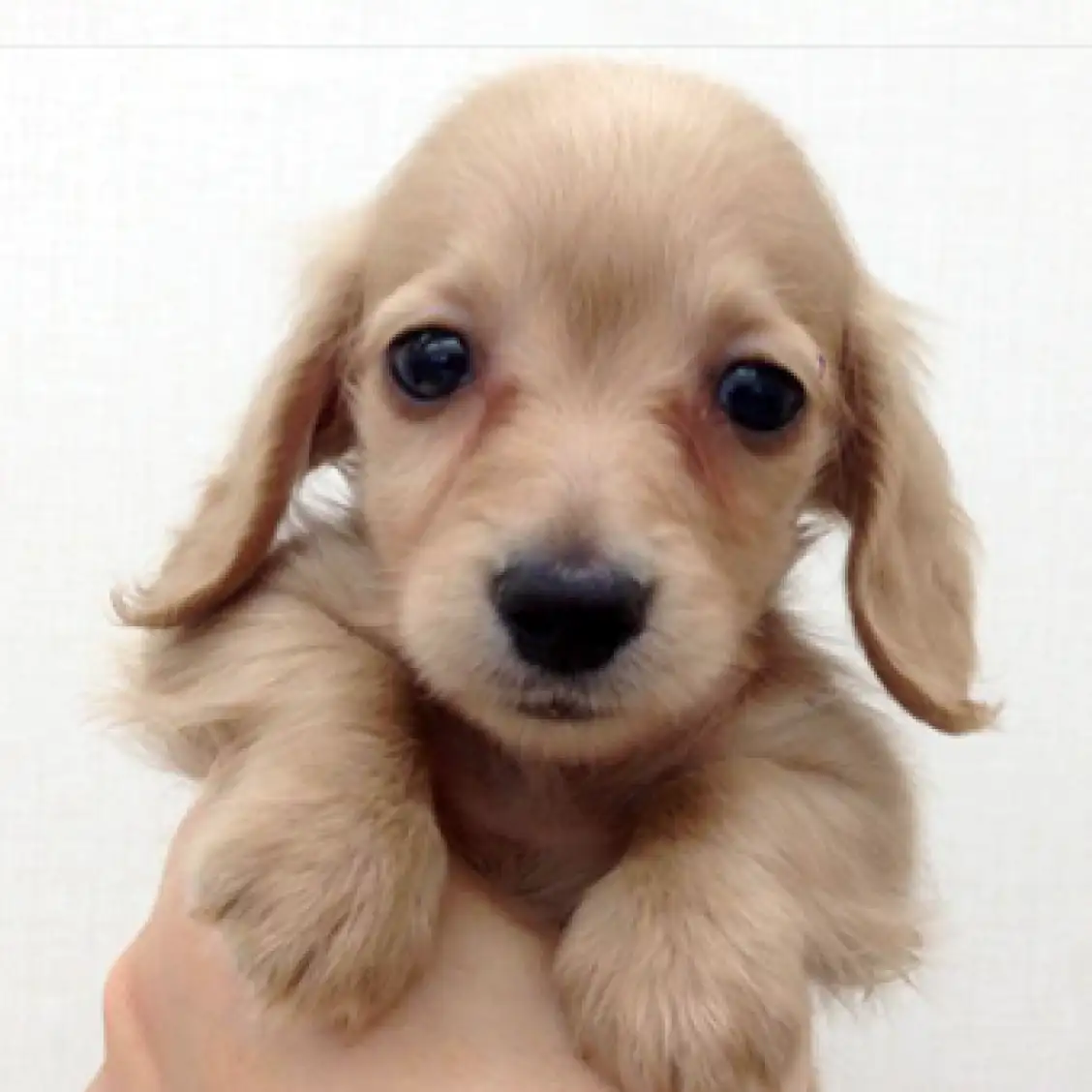 カニンヘン・ダックスフント