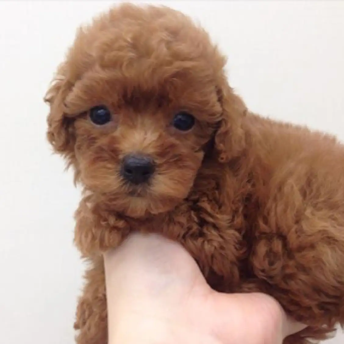 トイ・プードル