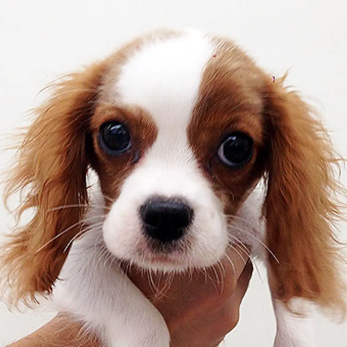 キャバリア・キングチャールズ・スパニエル