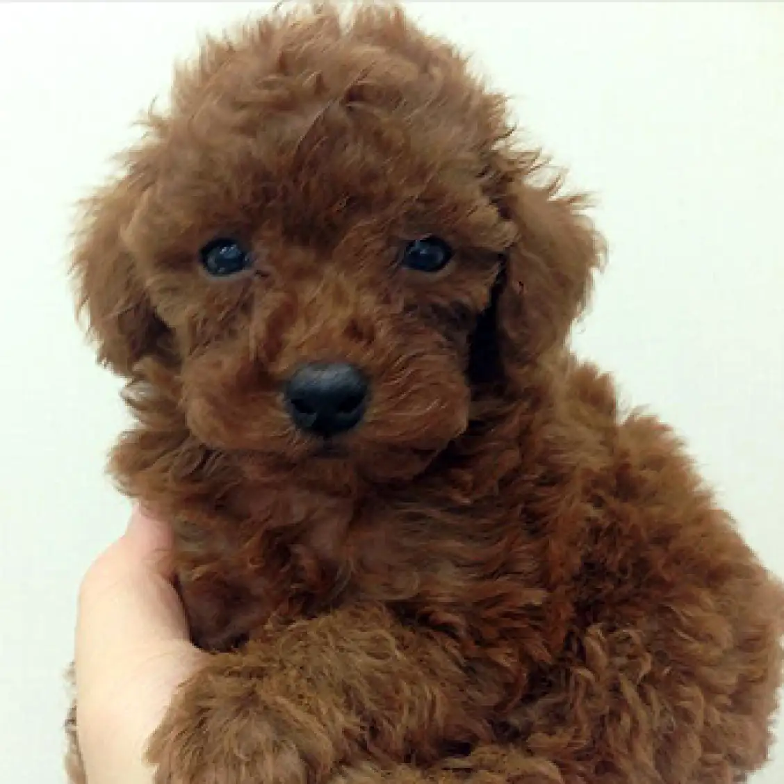 トイ・プードル