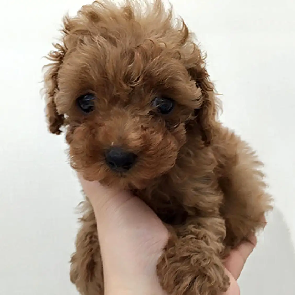 トイ・プードル