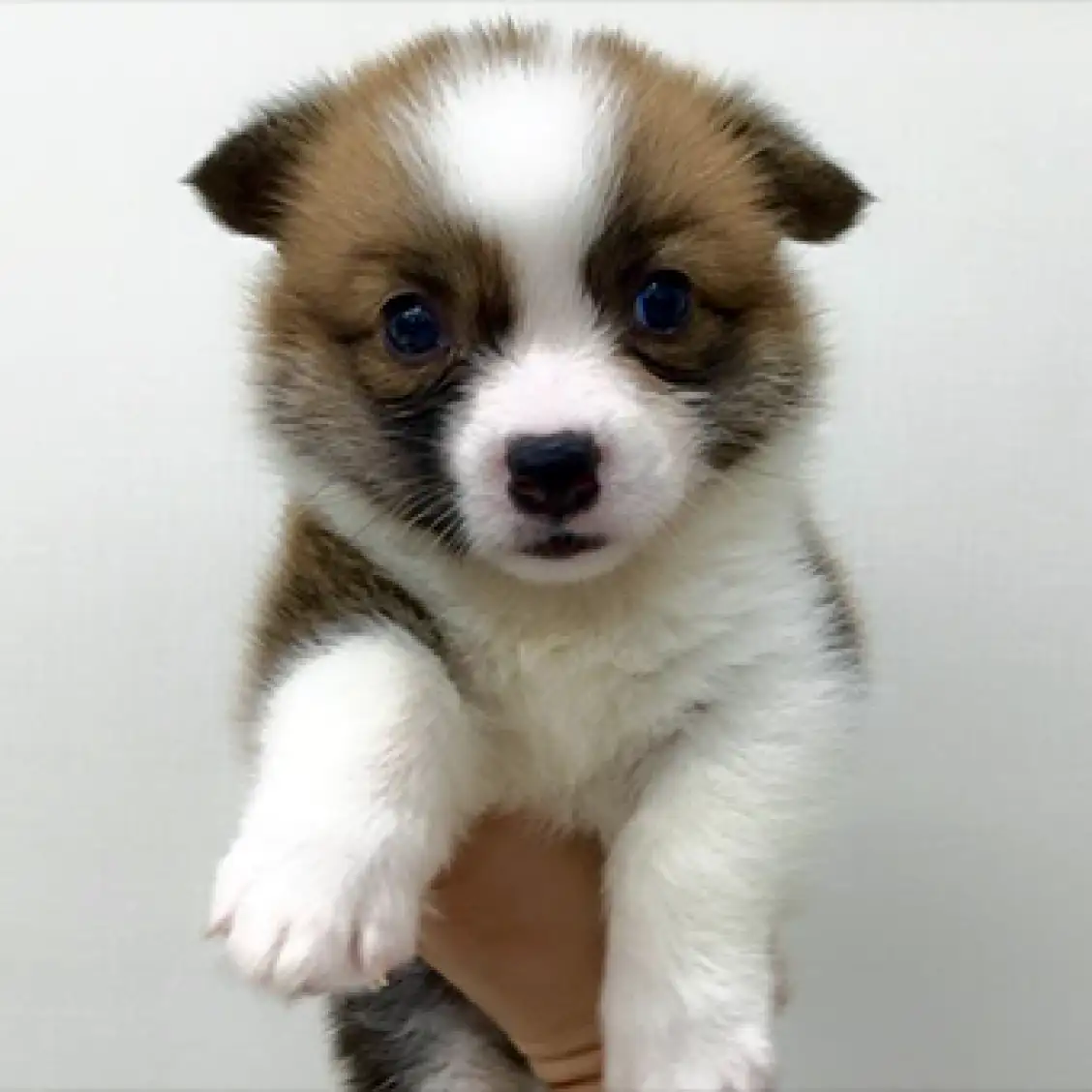 ウェルシュコーギーペンブローク