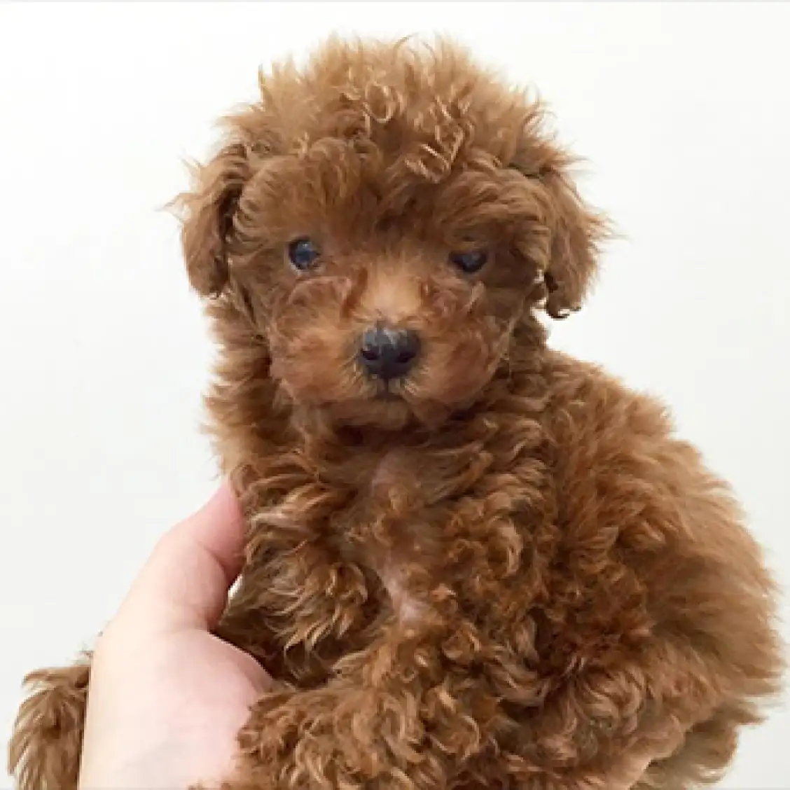 トイ・プードル