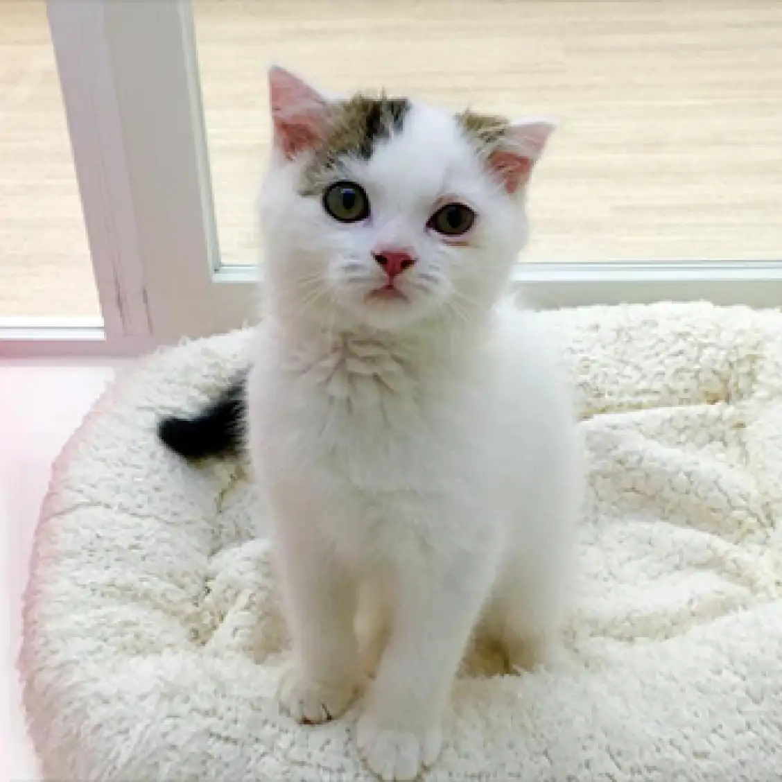 スコティッシュフォールド