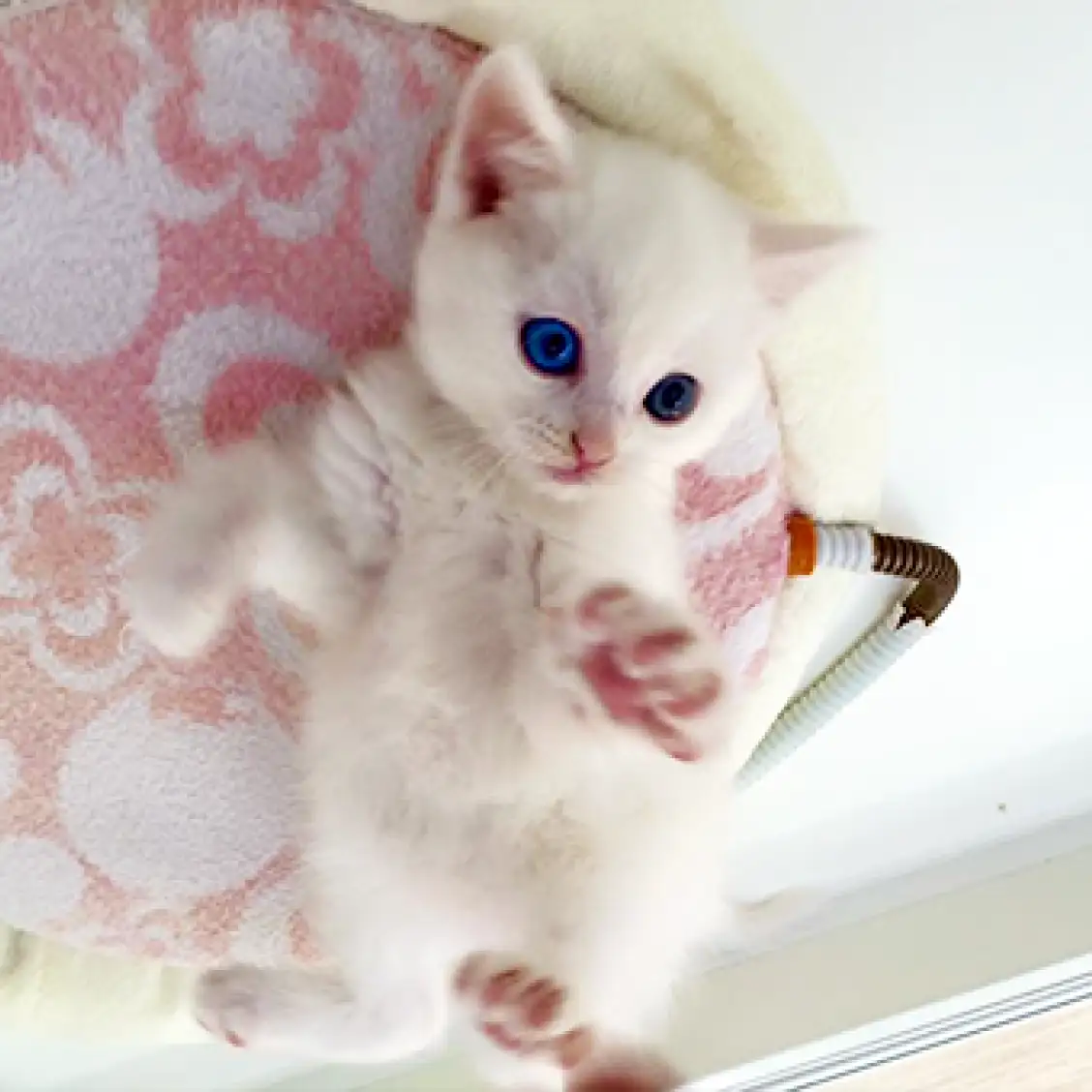 スコティッシュフォールド