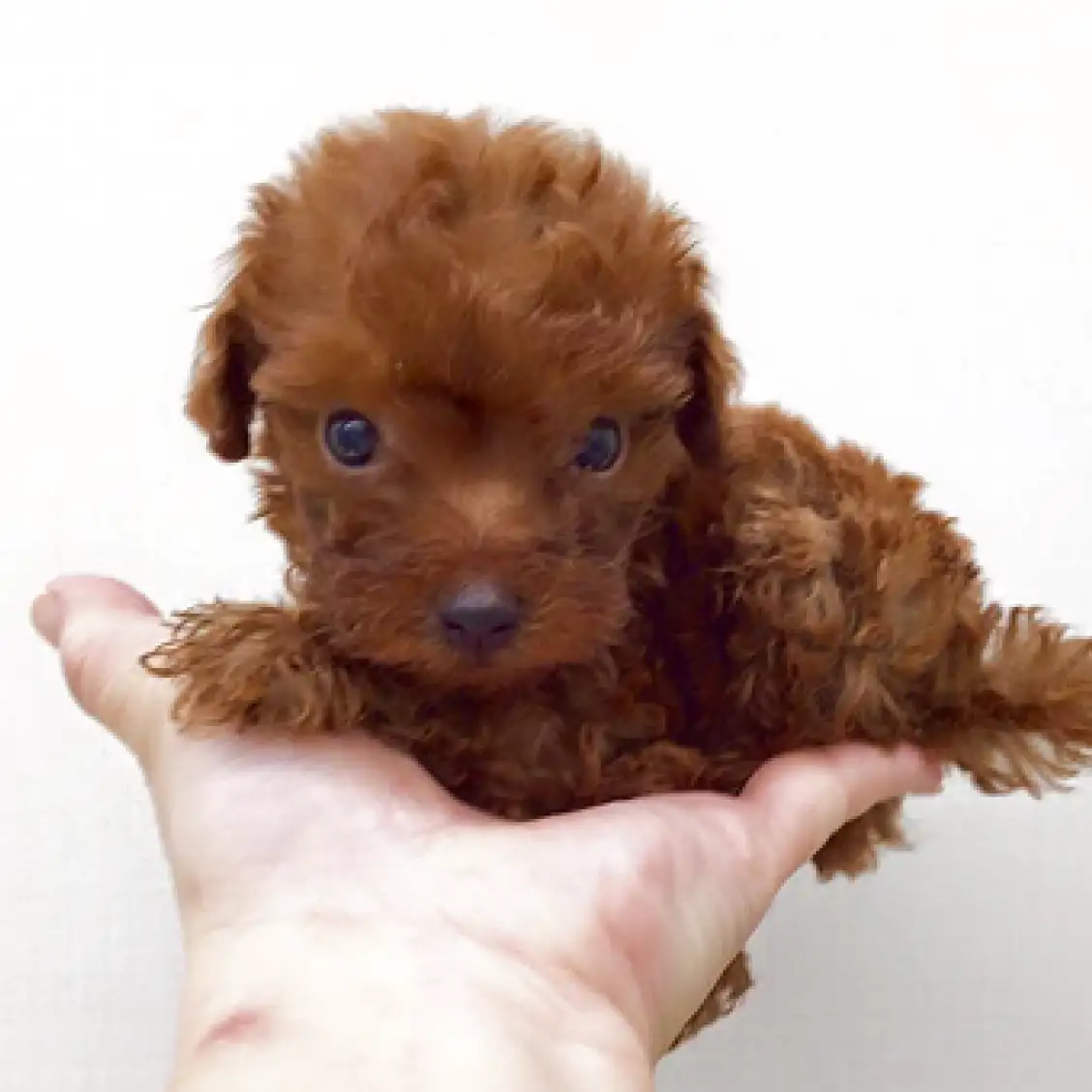 トイ・プードル