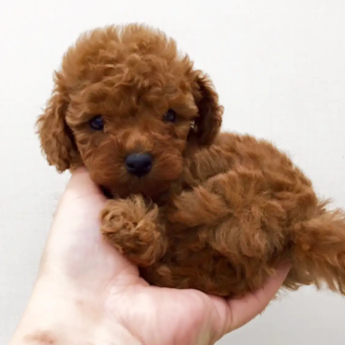 トイ・プードル