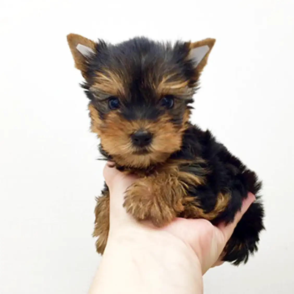 ヨークシャーテリア