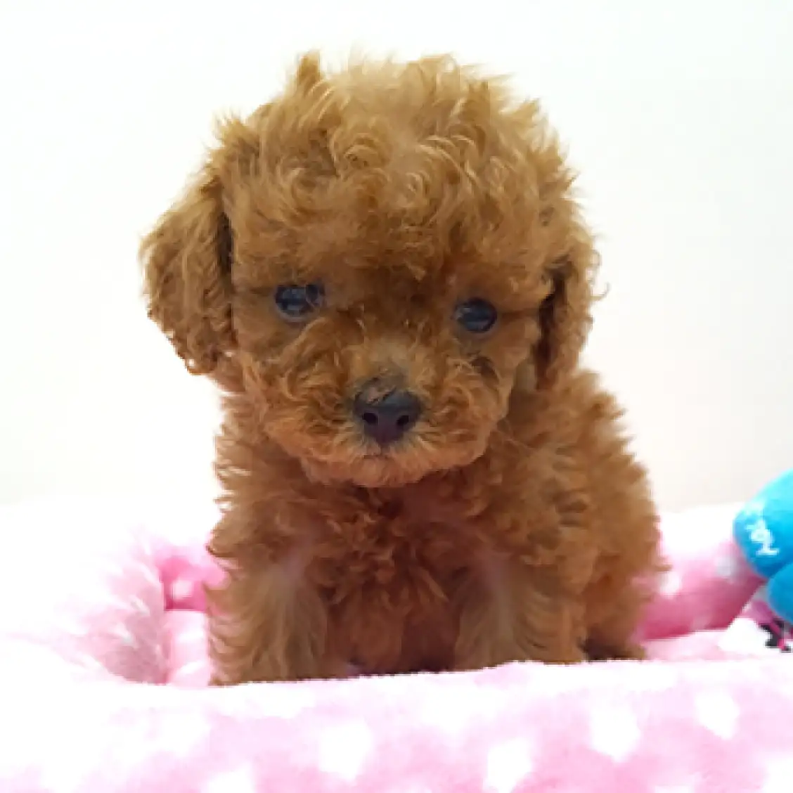 トイ・プードル