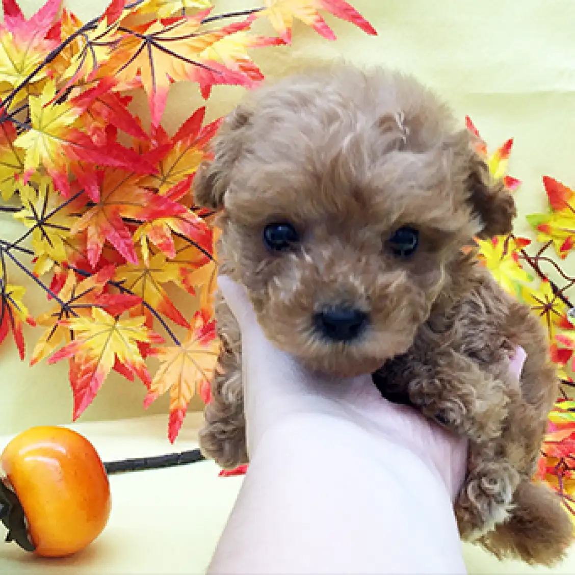 トイ・プードル