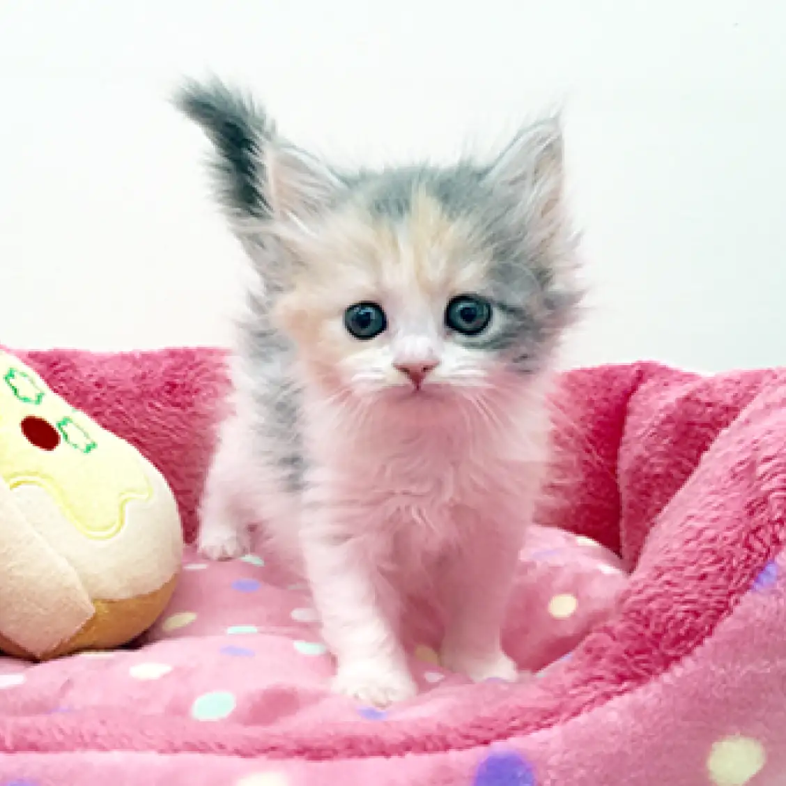 スコティッシュフォールド