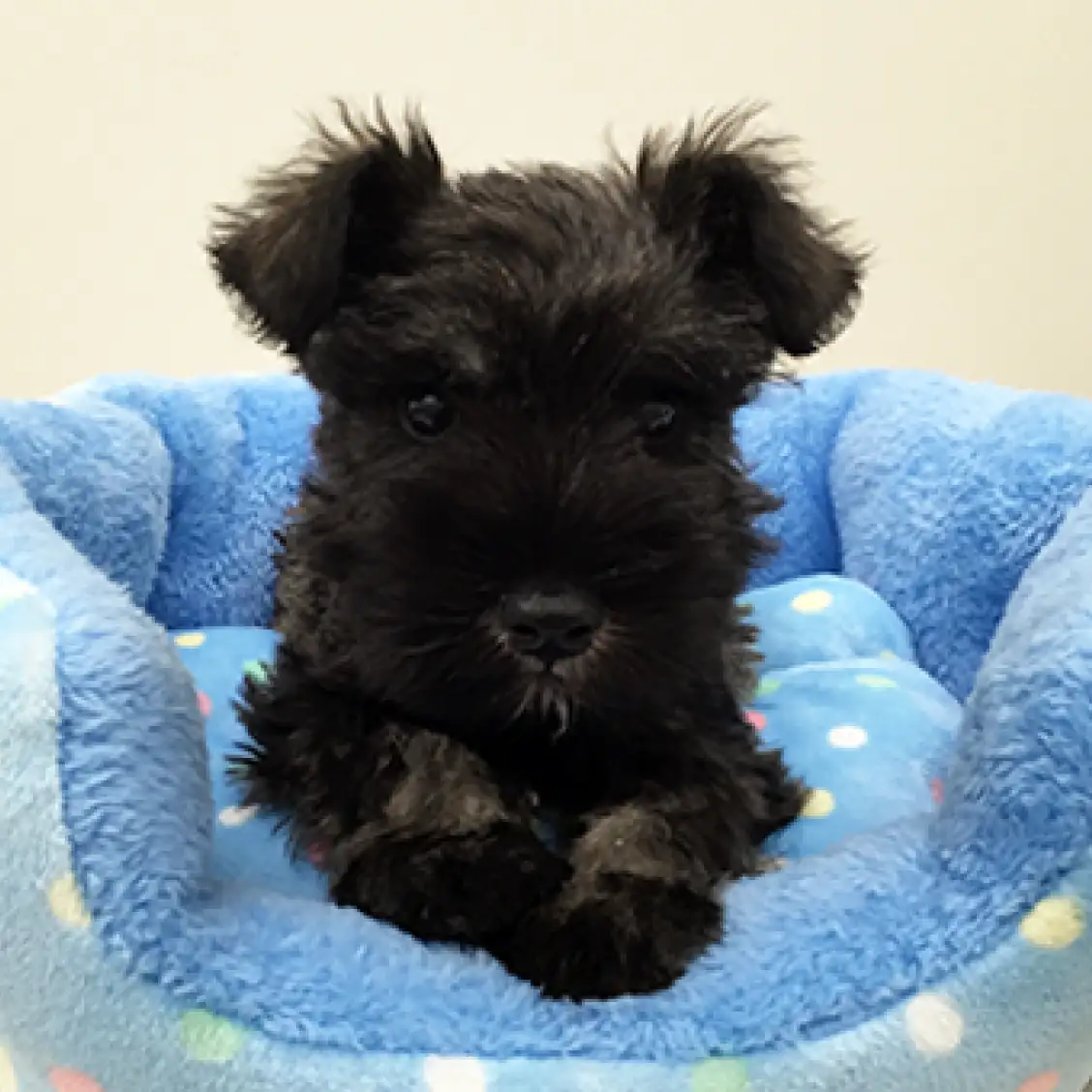 ミニチュア・シュナウザー