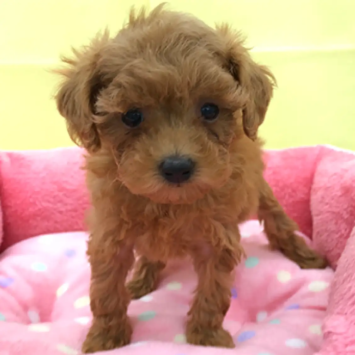 トイ・プードル