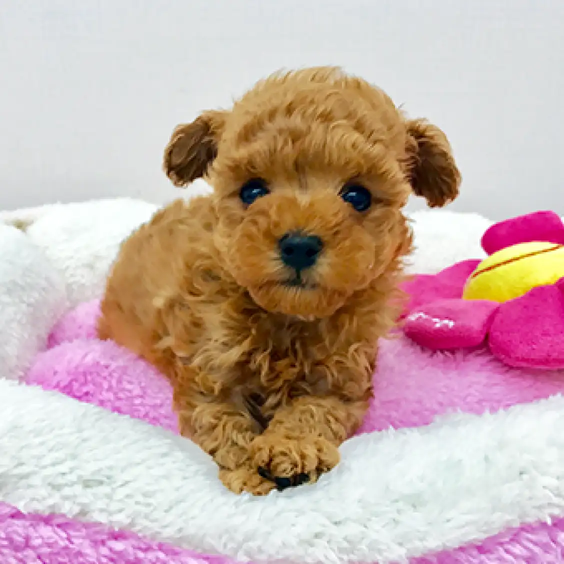 トイ・プードル