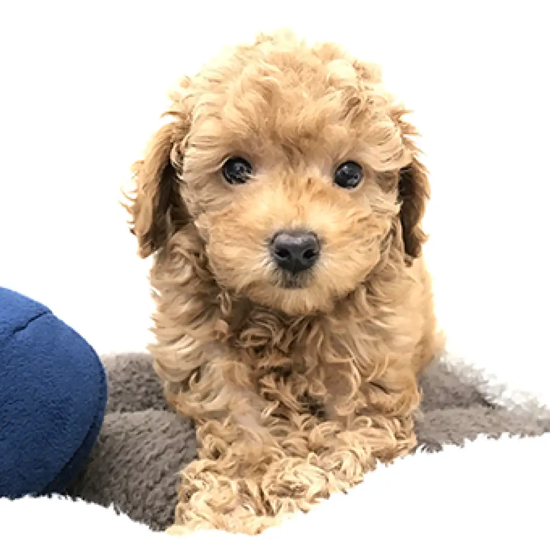 トイ・プードル