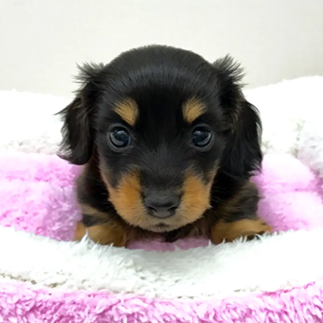 カニンヘン・ダックスフント