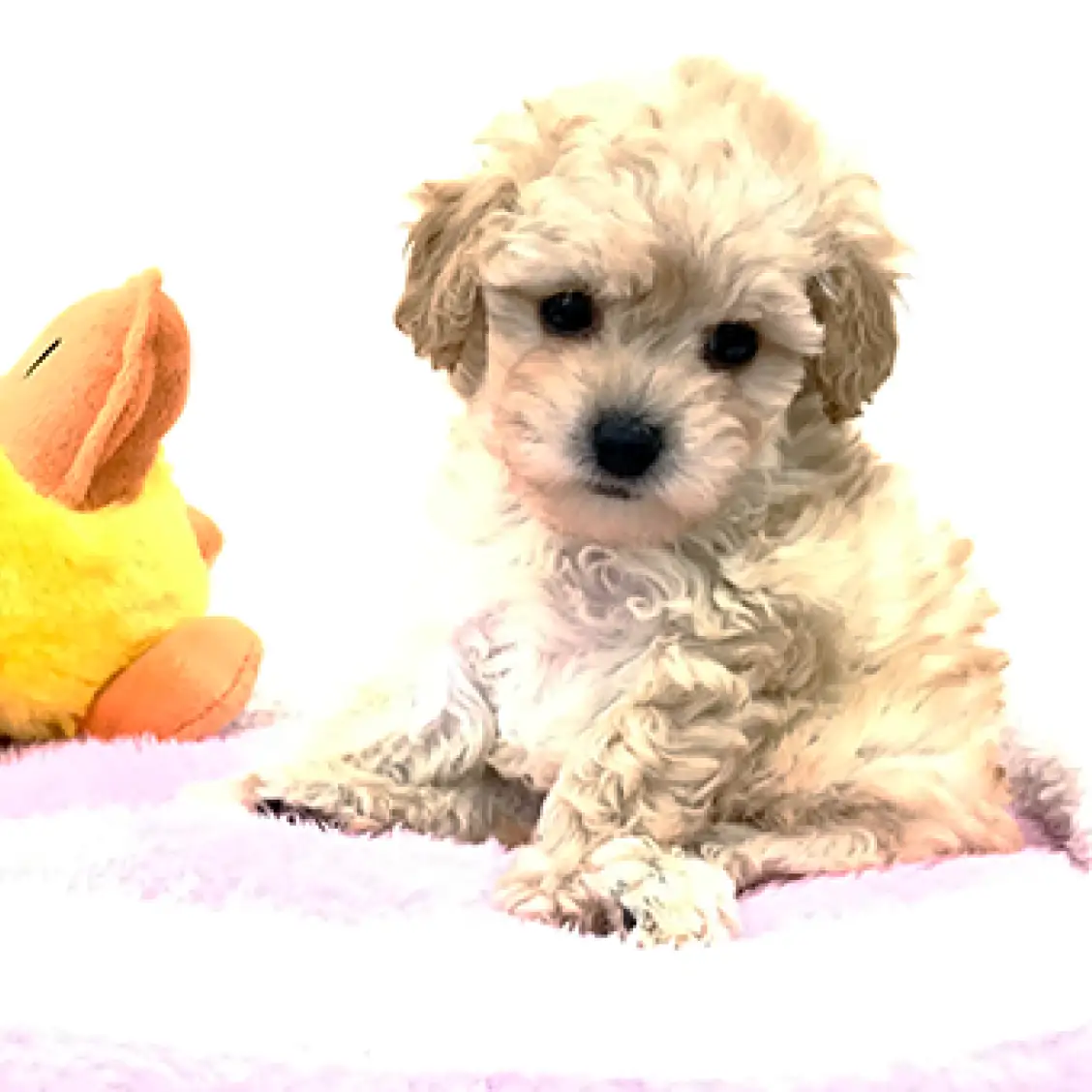 トイ・プードル