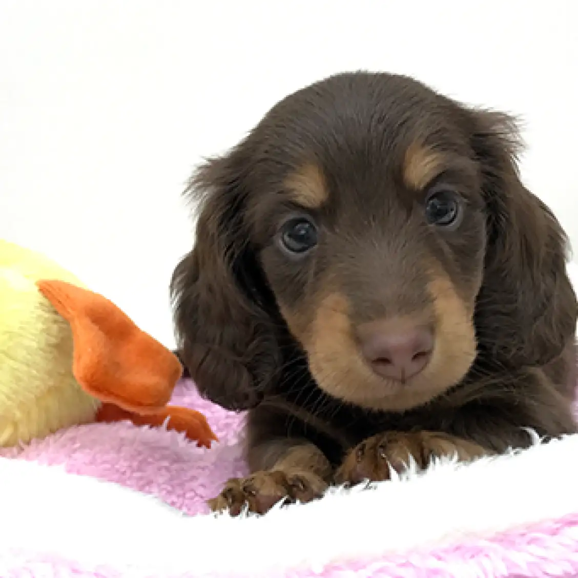 カニンヘン・ダックスフント