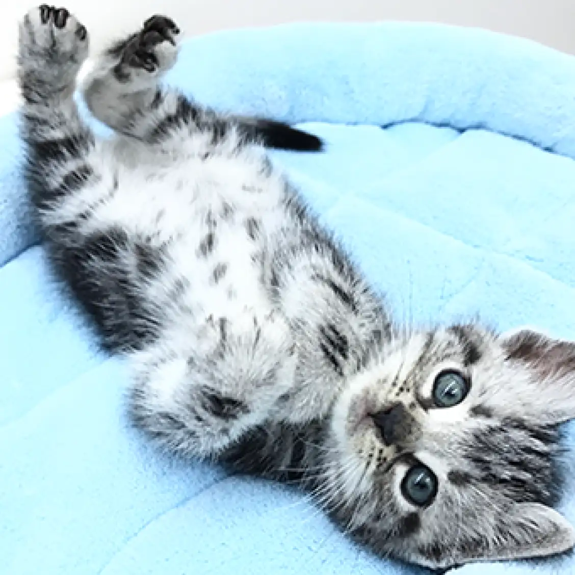 アメリカンショートヘア