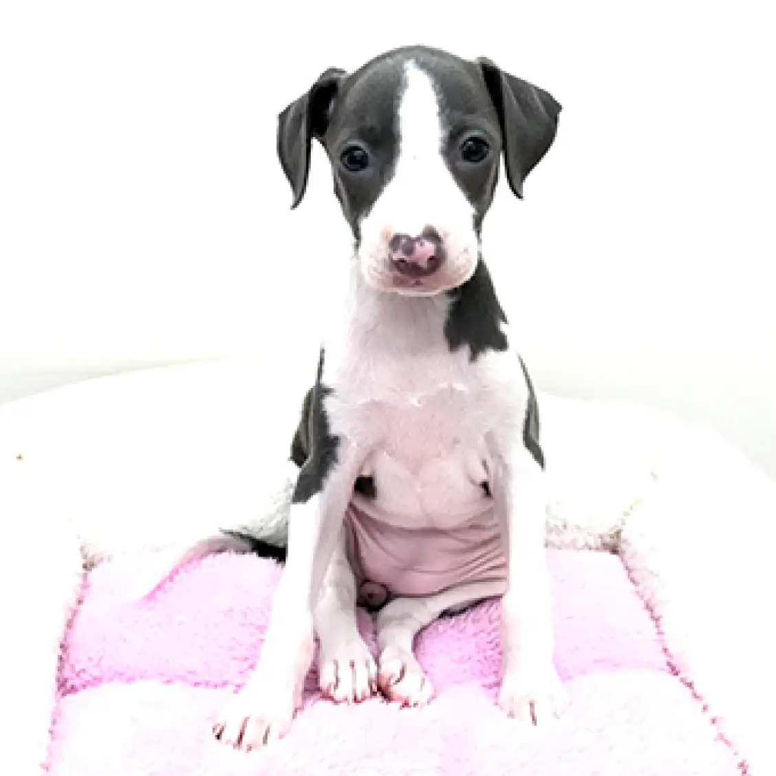 イタリアングレーハウンド