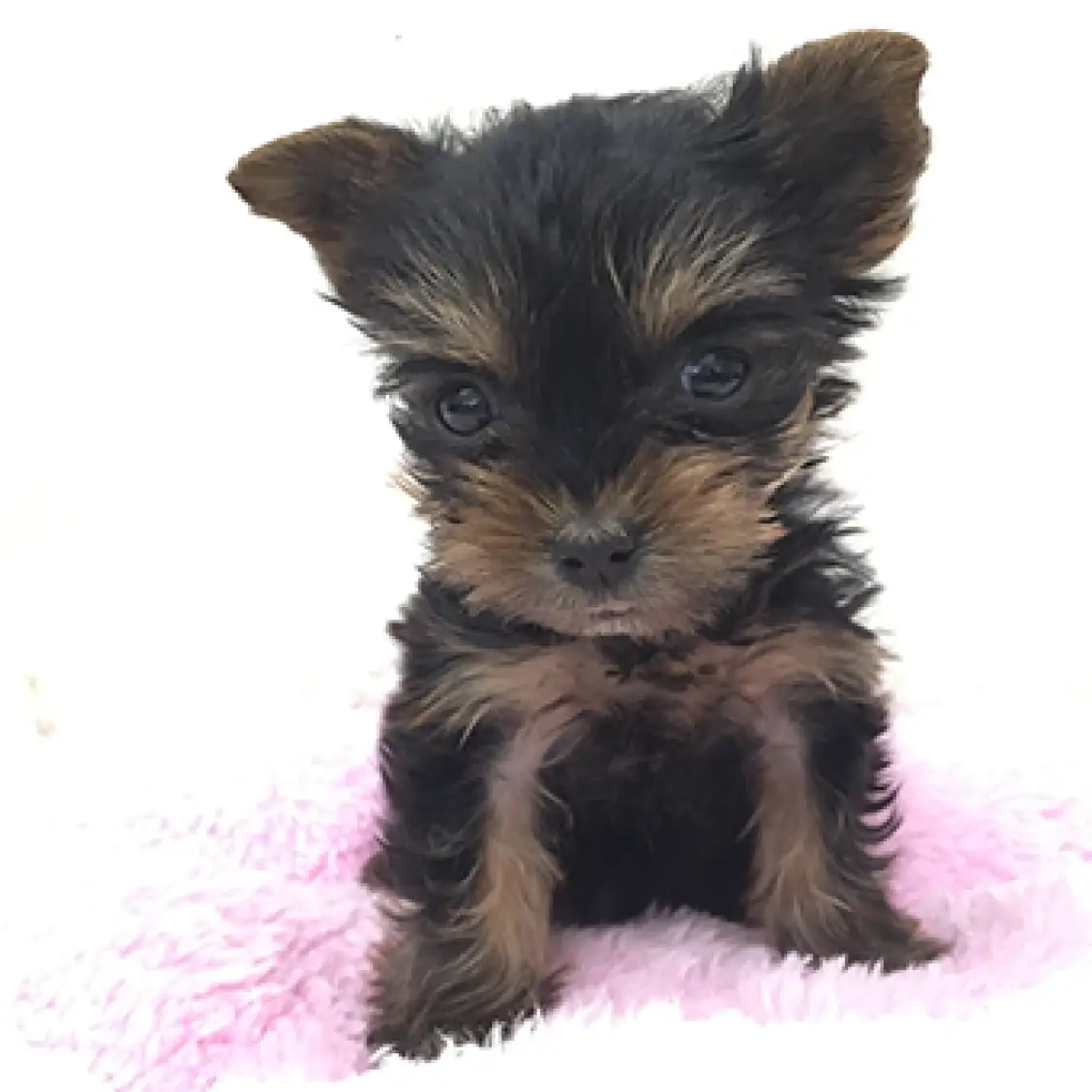 ヨークシャーテリア