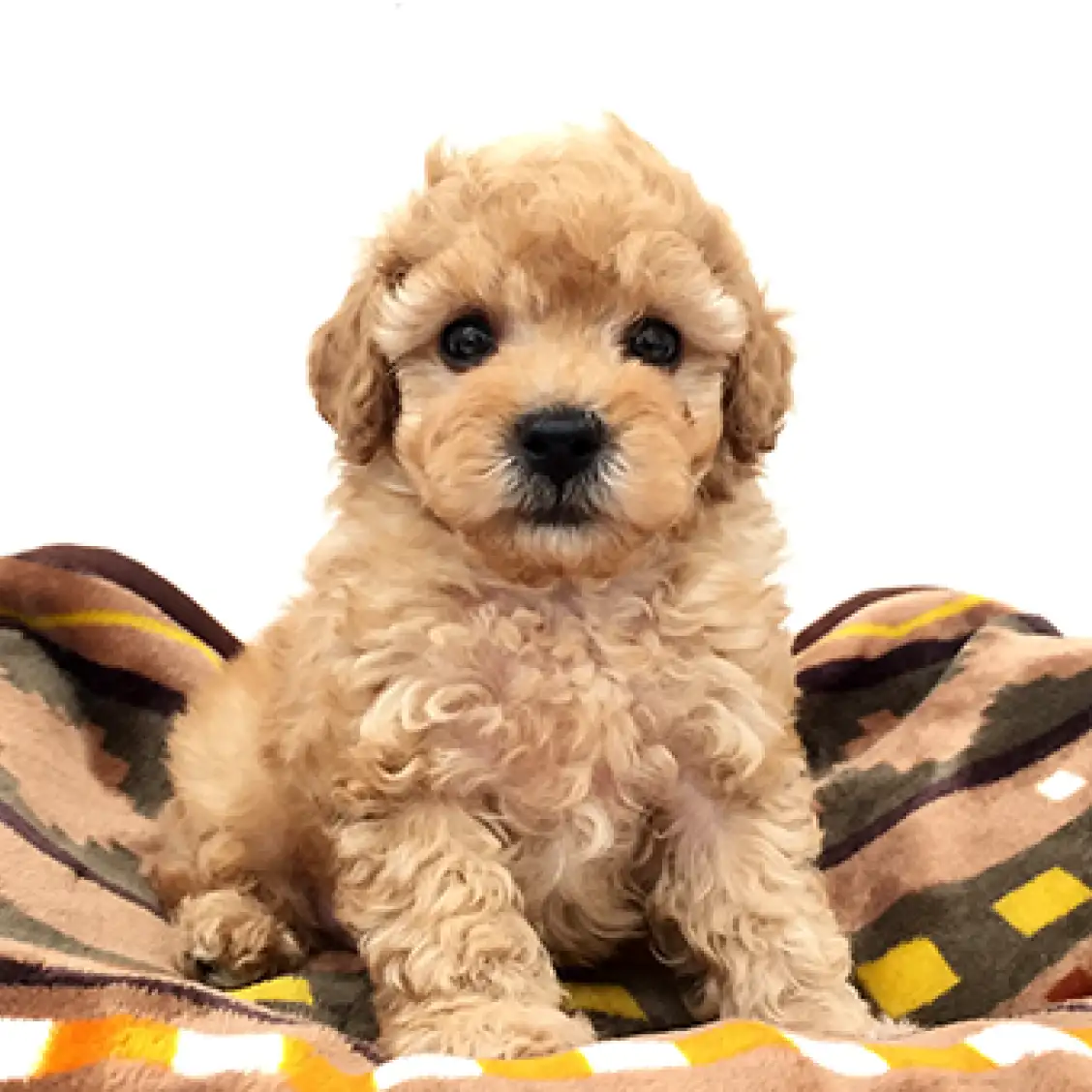 トイ・プードル