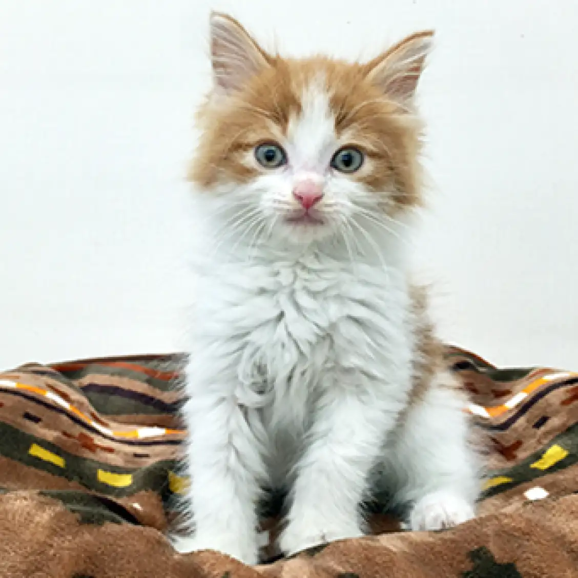 ノルウェージャンフォレストキャット