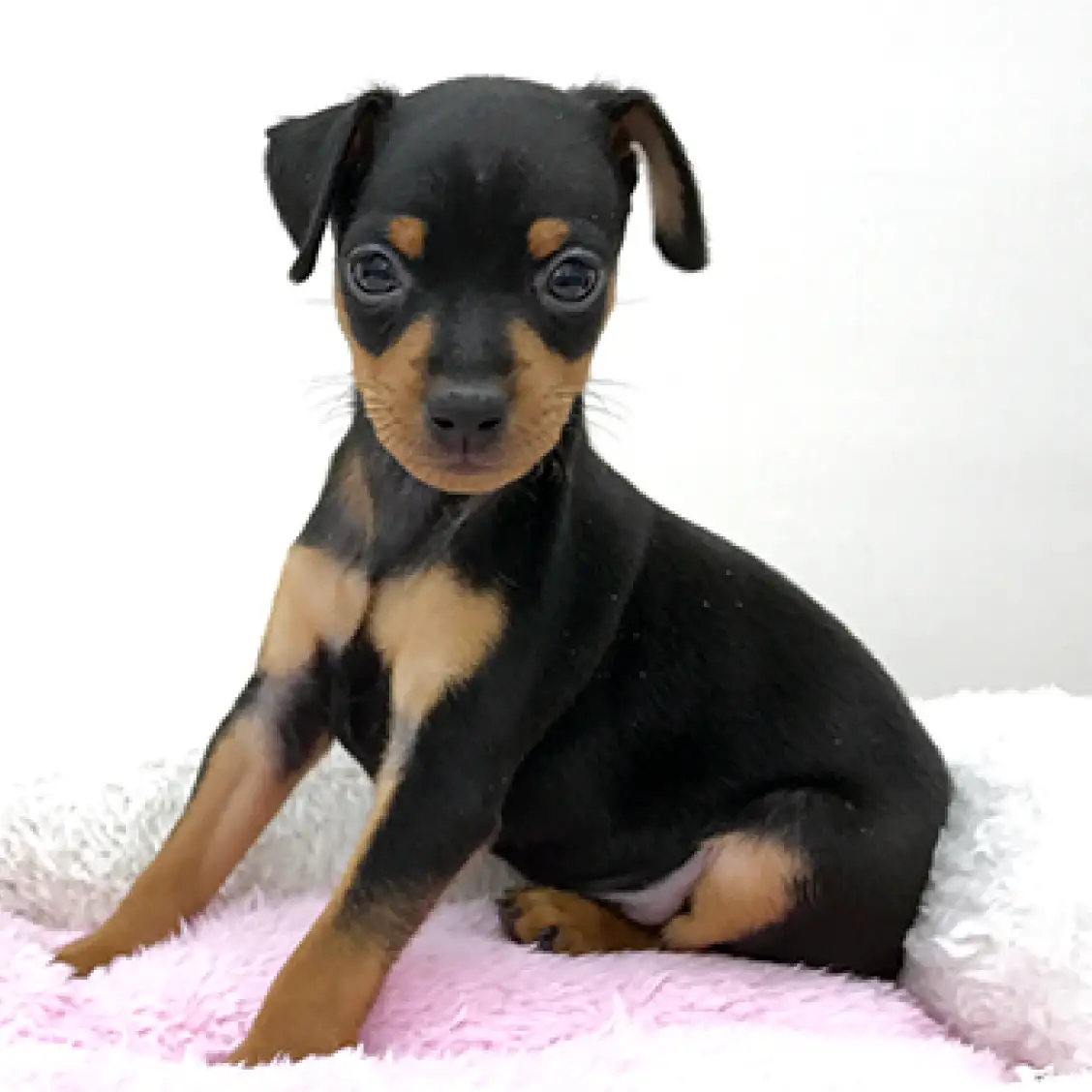 ミニチュア・ピンシャー