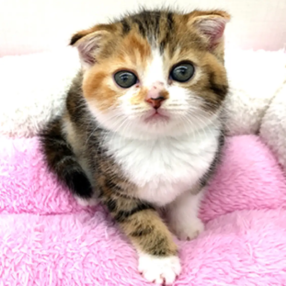 スコティッシュフォールド