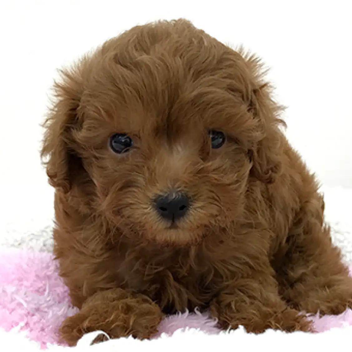 トイ・プードル