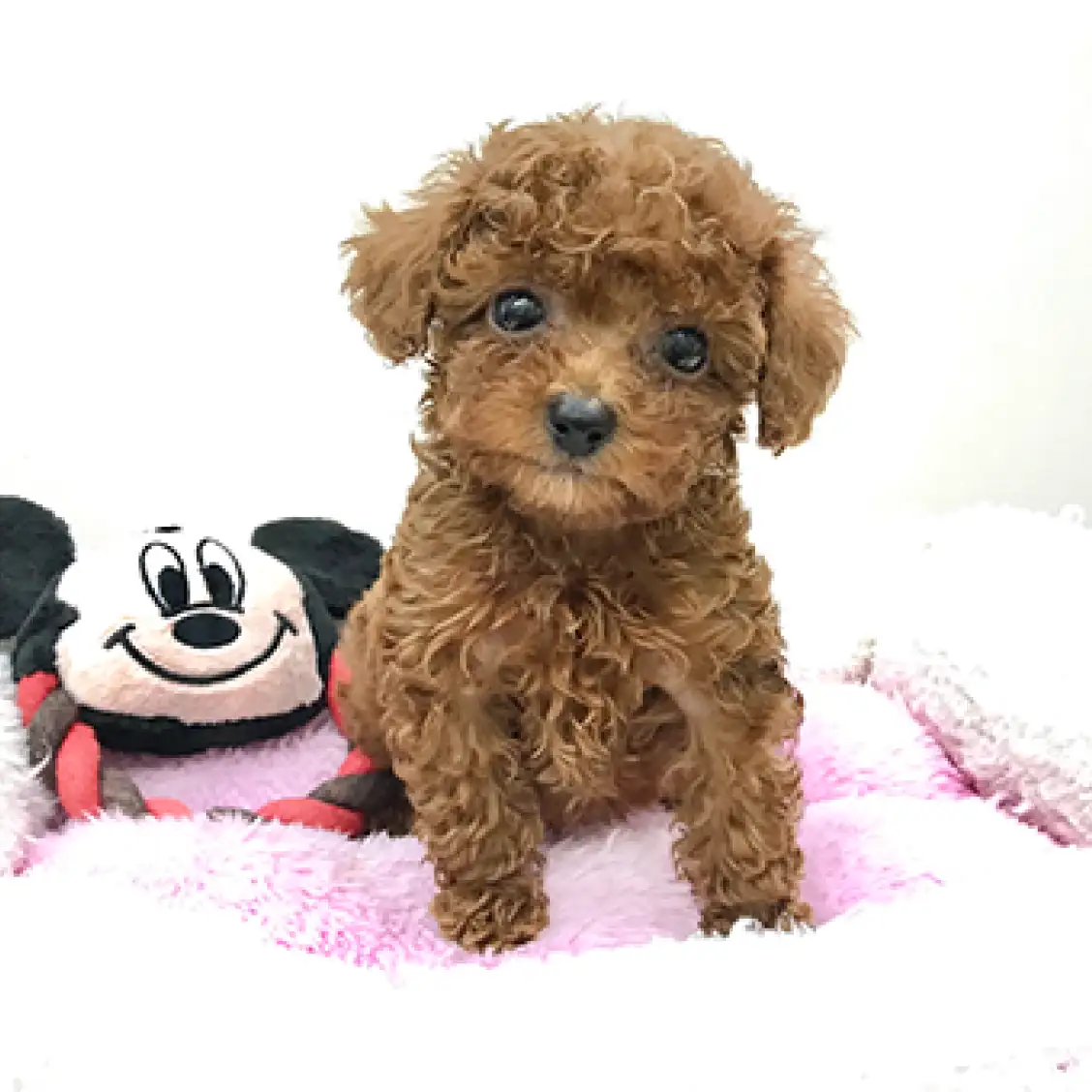 トイ・プードル