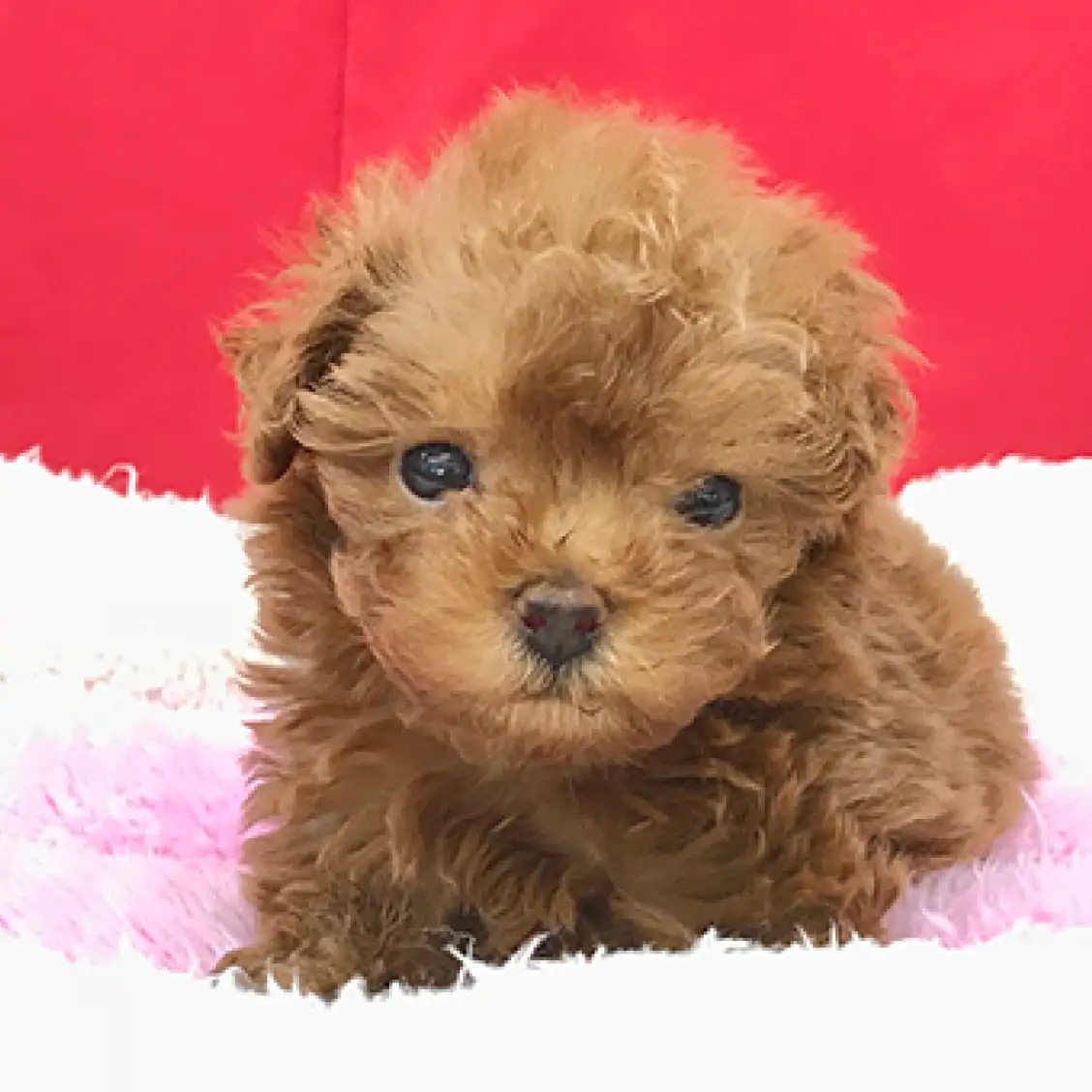 トイ・プードル