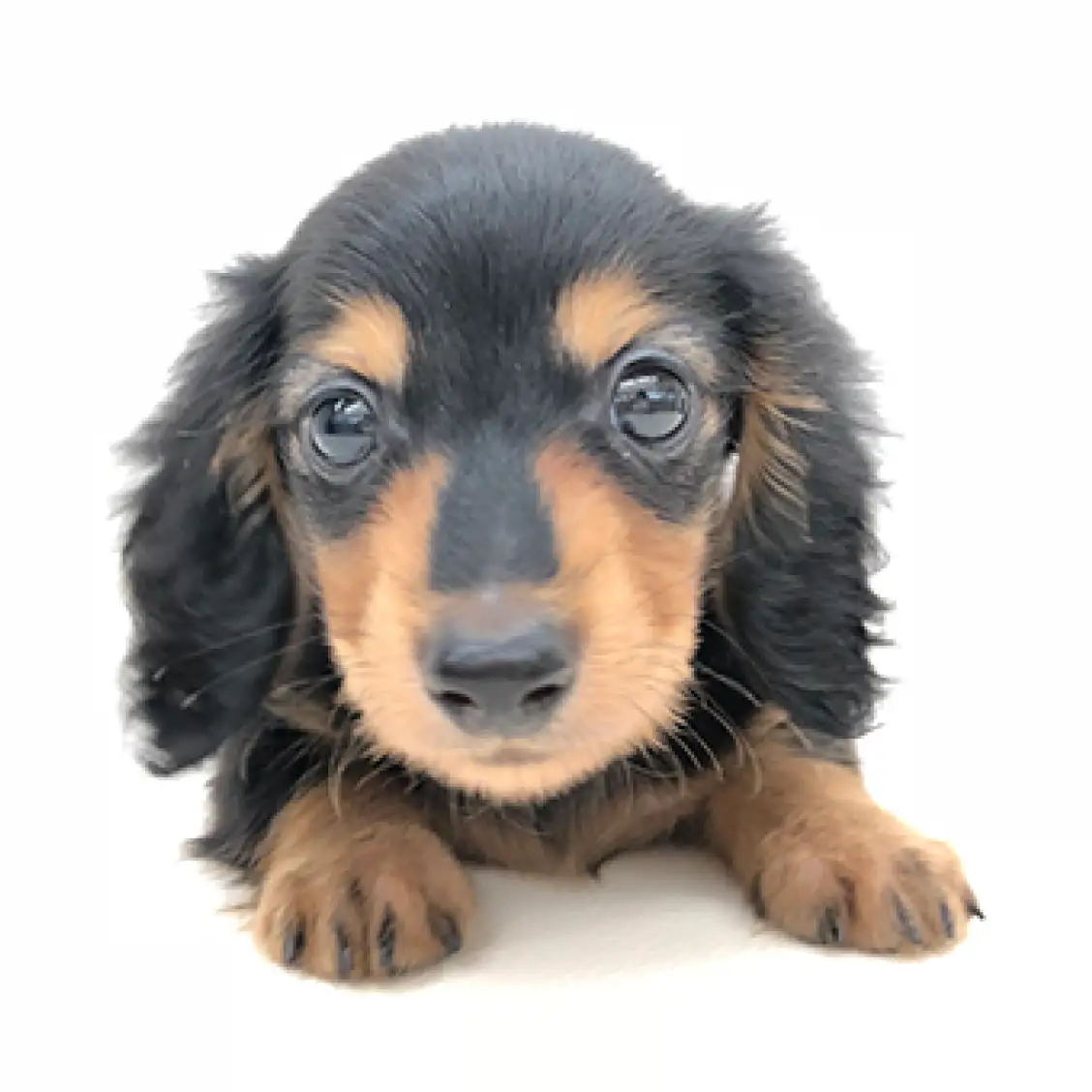 カニンヘン・ダックスフント