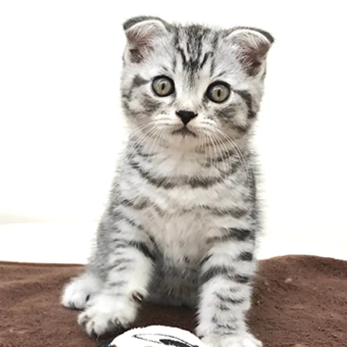 スコティッシュフォールド