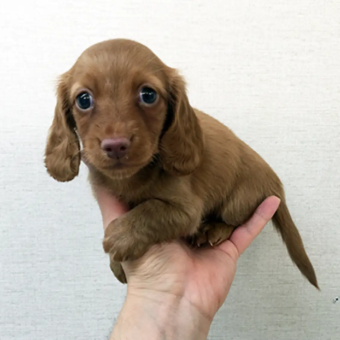 カニンヘン・ダックスフント