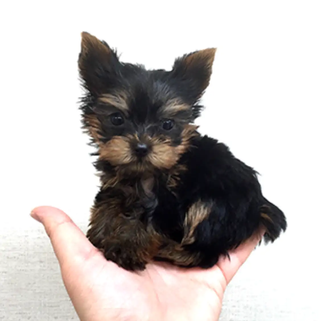 ヨークシャーテリア