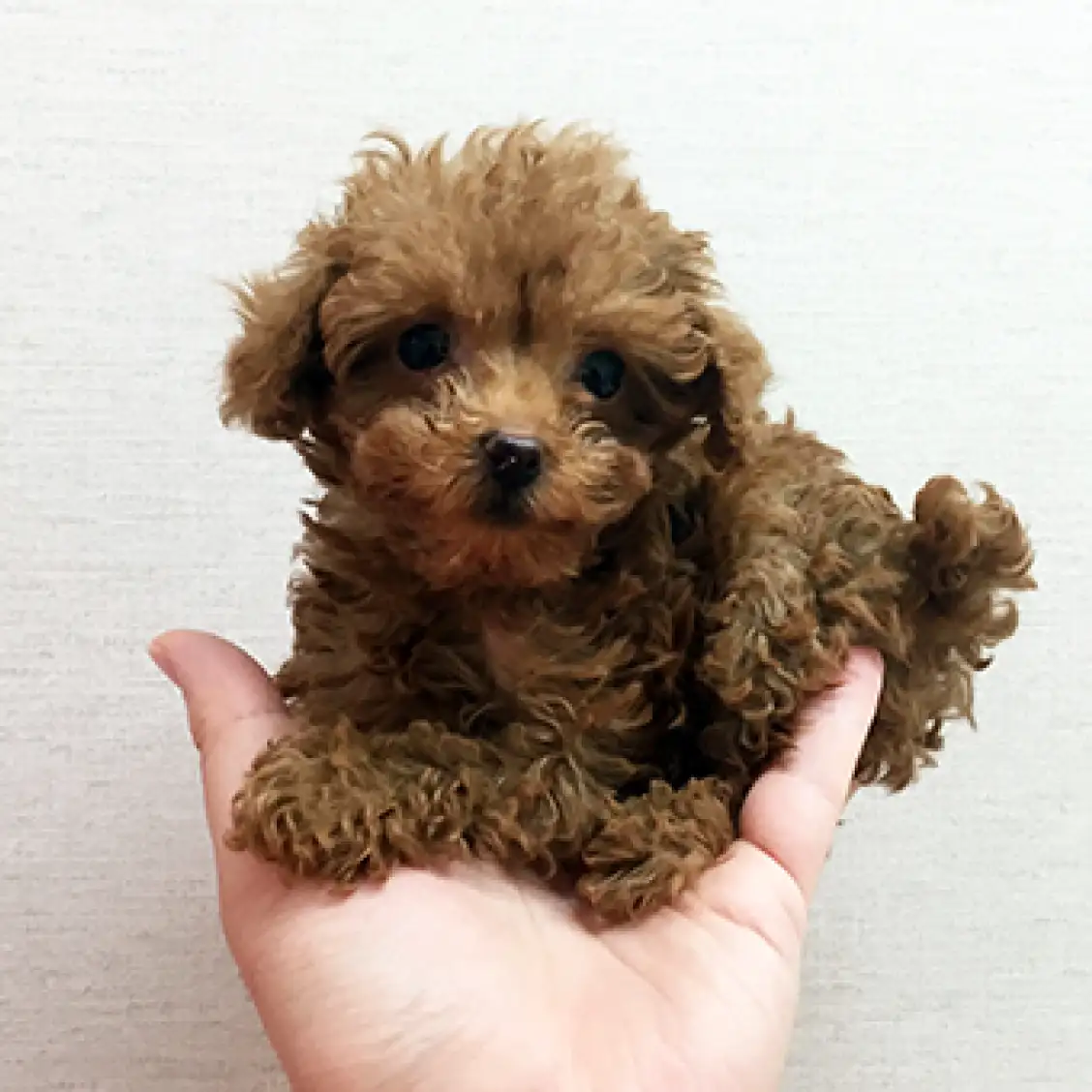 トイ・プードル