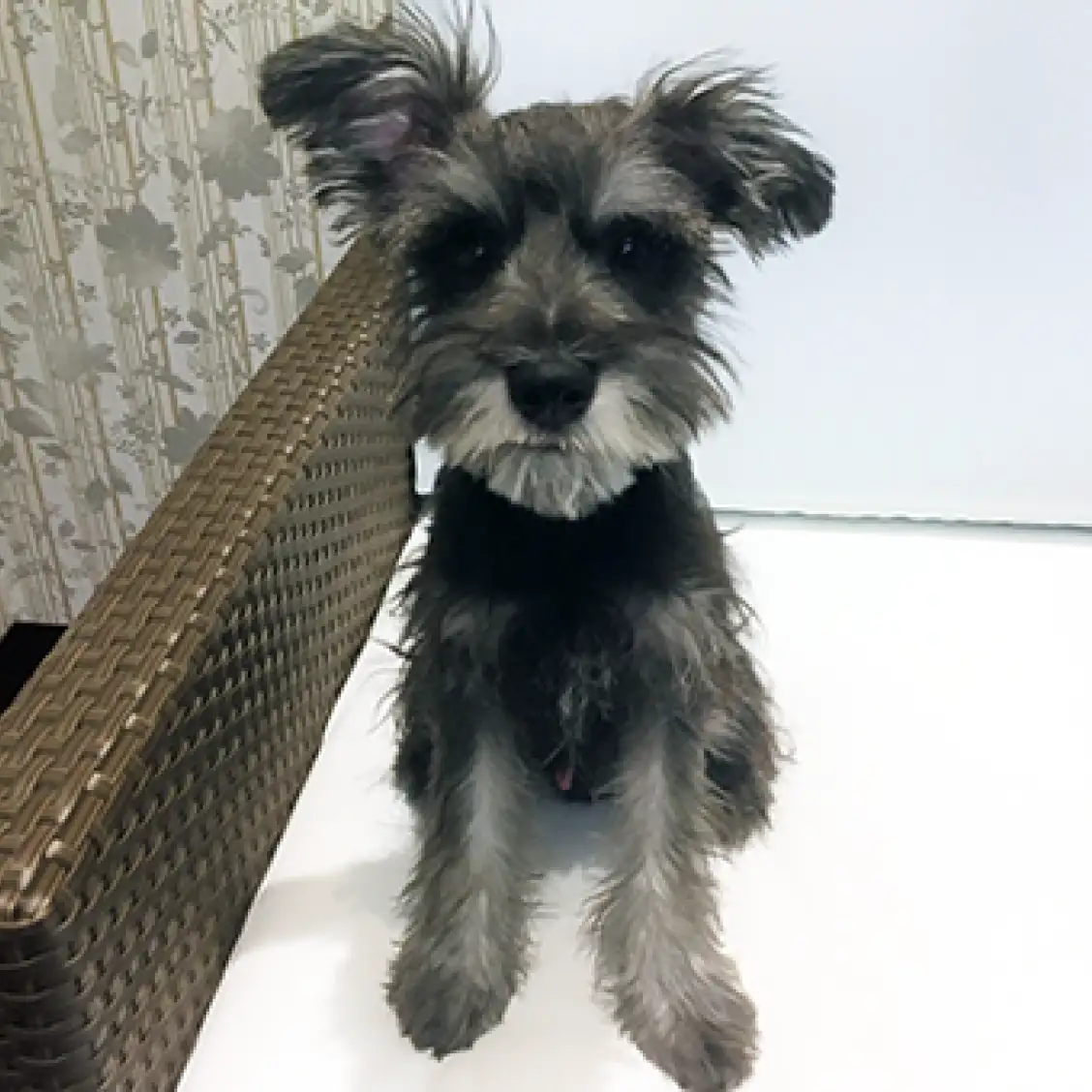 ミニチュア・シュナウザー