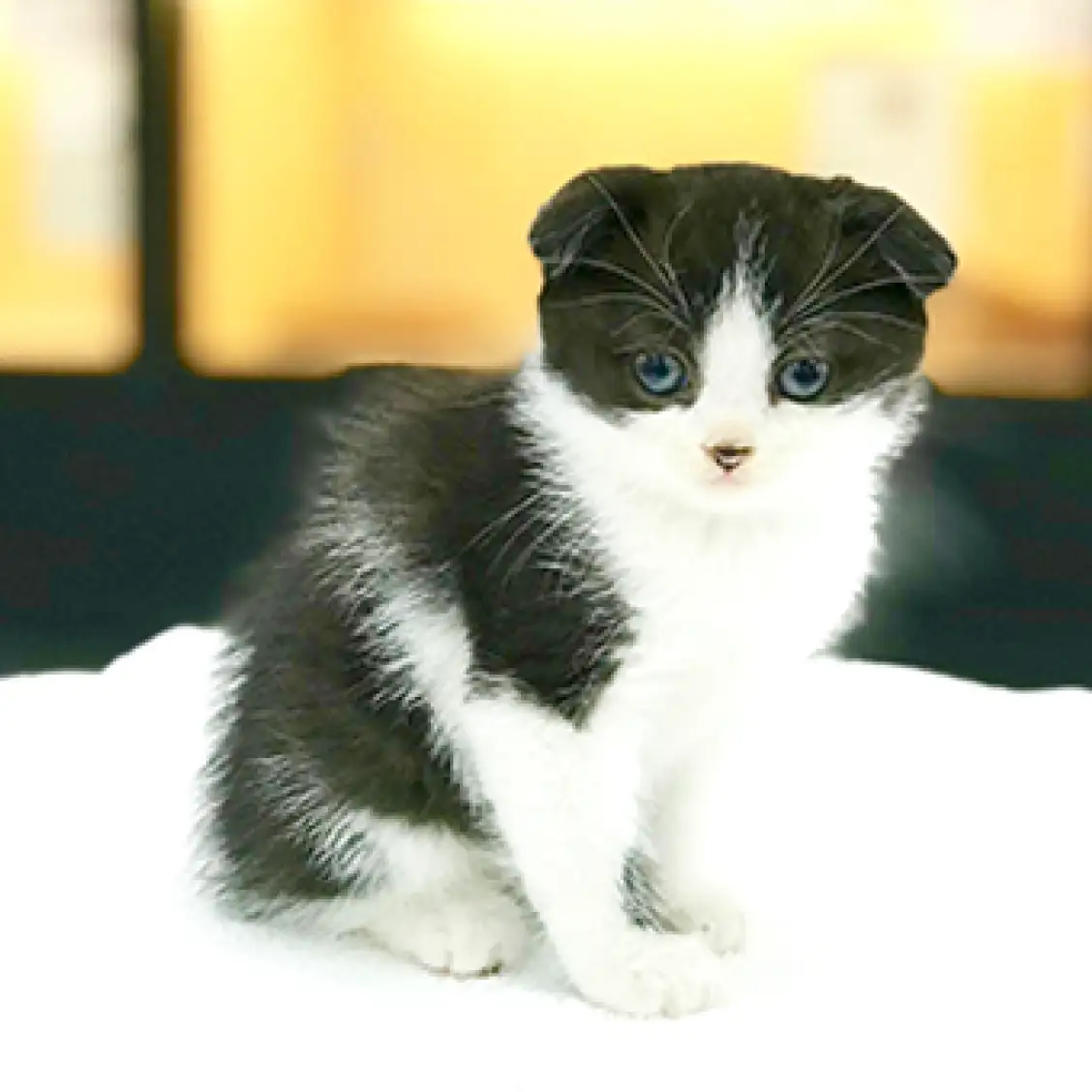 スコティッシュフォールド