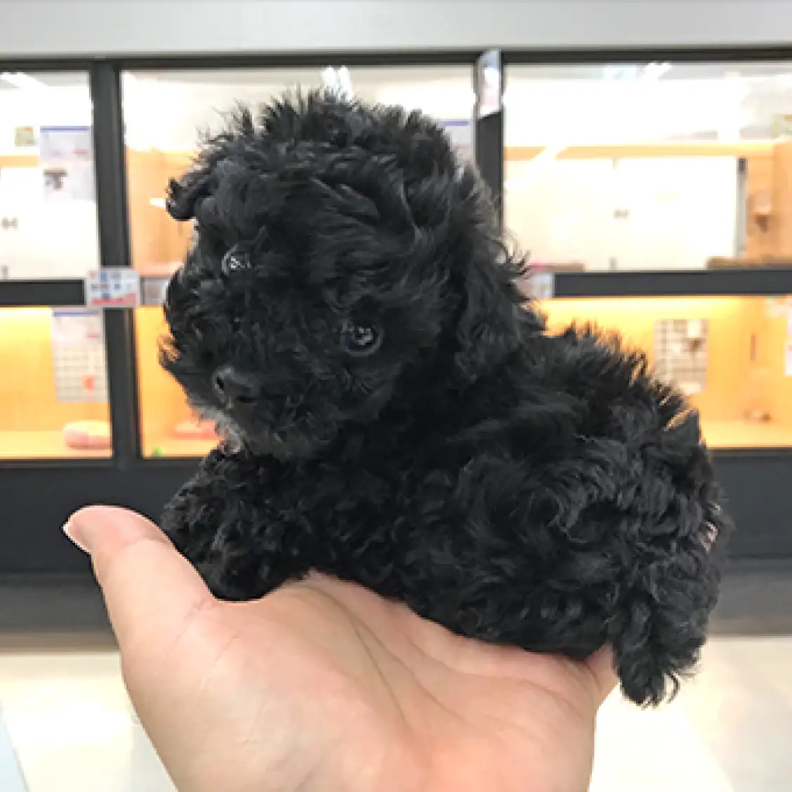 トイ・プードル