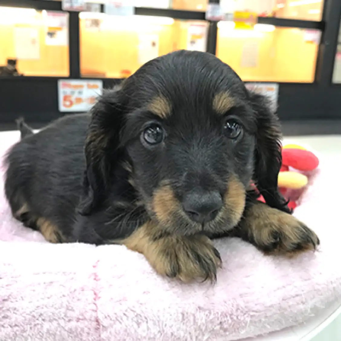 ミニチュア・ダックスフント