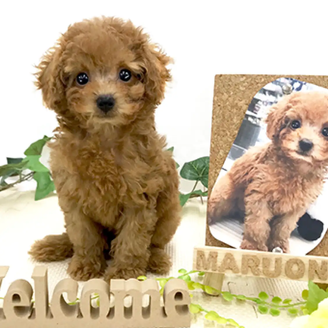 トイ・プードル