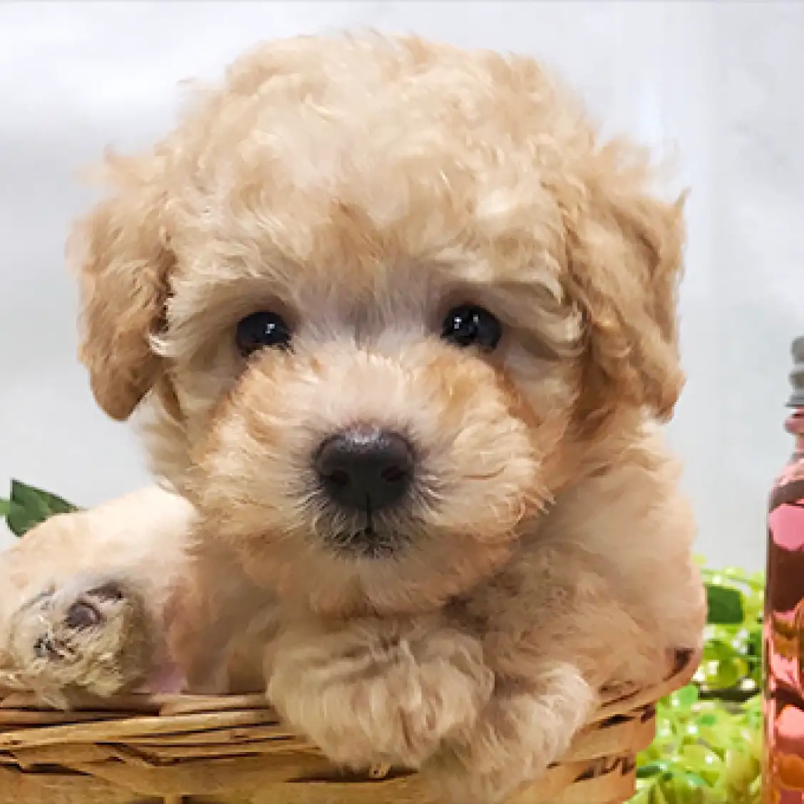 トイ・プードル