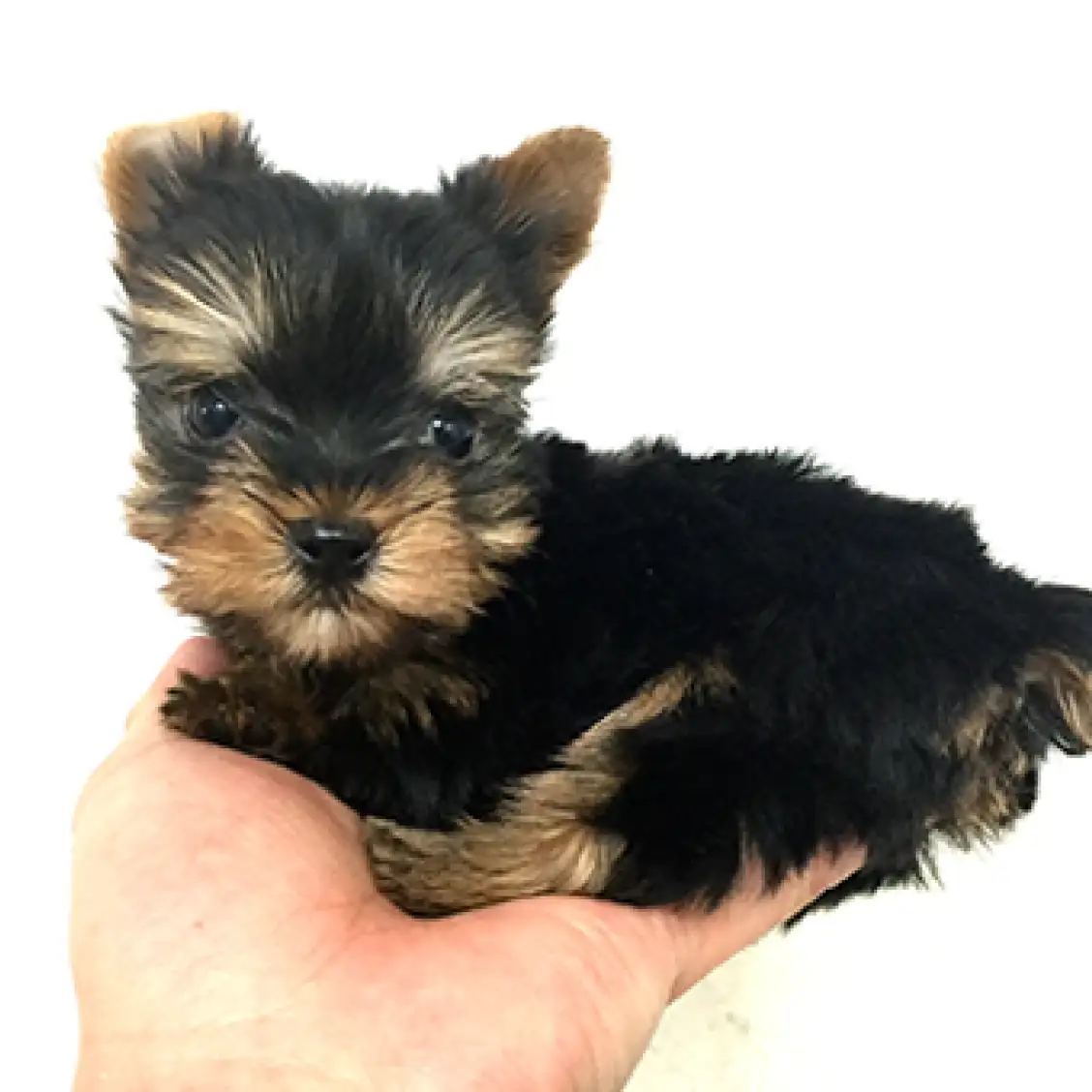 ヨークシャーテリア