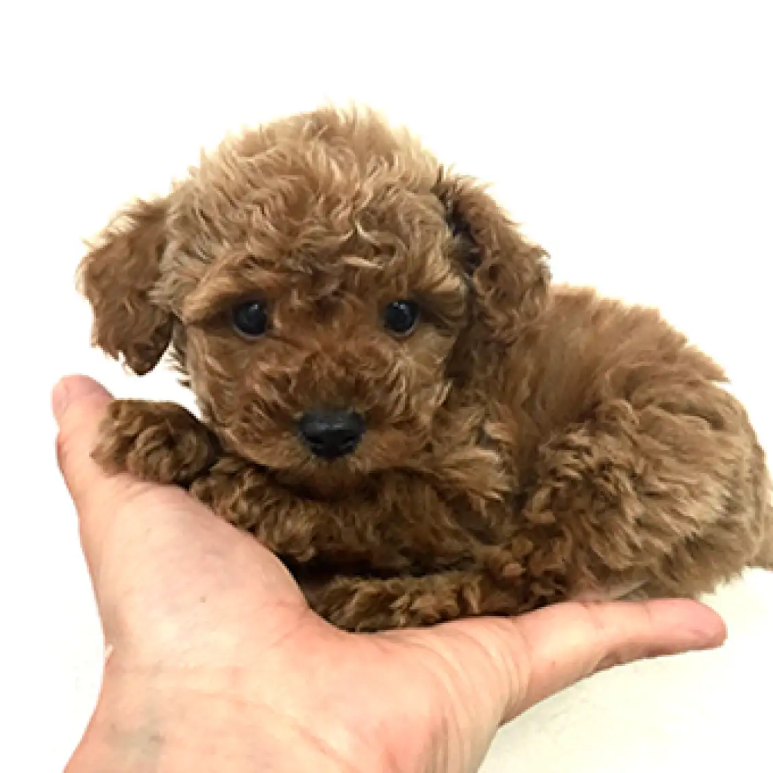 トイ・プードル