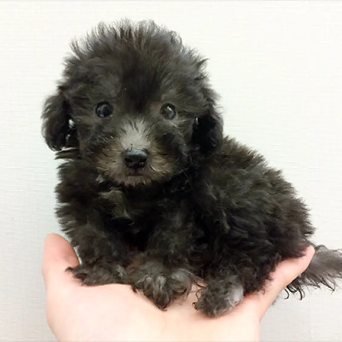 トイ・プードル