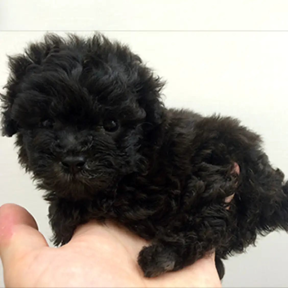 トイ・プードル