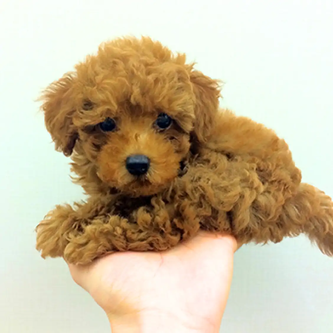 トイ・プードル